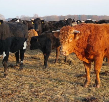 A group of black and brown cattle grazing in an open field under daylight.