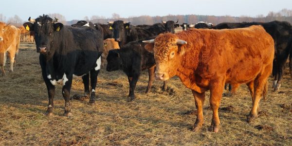 A group of black and brown cattle grazing in an open field under daylight.